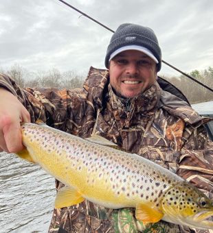 Brown Trout Hooked on the Michigan River