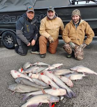 Blue catfish haul - Truman Lake, MO.