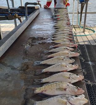 Spend a day fishing Truman Lake with family and friends while exploring one of Missouri's top freshwater fisheries.