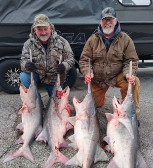 Giant Truman Lake Paddlefish Snagging