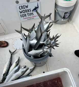 Spanish Mackerel Thrills Guaranteed!