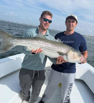Huge Striped Bass catch!