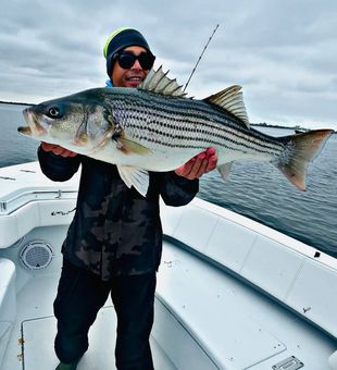 Exciting Striped Bass catch!