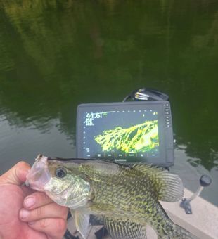 Solid crappie catch on sonar dialed in for precise fishing
