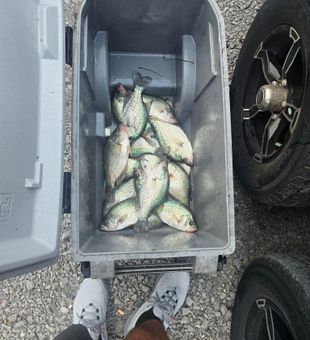 Fresh crappie haul filling the cooler on a solid day out