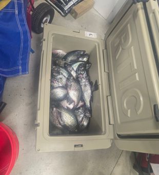 Packed cooler with slab crappie from a productive day on the water