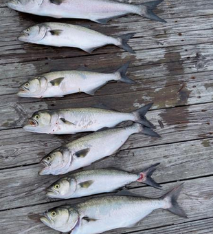Blasted the bluefish with some light tackle action at the park!