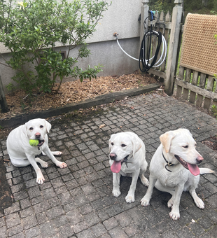 Great fishing companions ready for an adventure with light tackle setup!