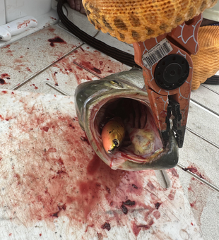 Looks like a bloody good time for the fisherman.