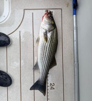 NC Striper Fishing on Neuse. 