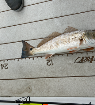 Light tackle triumph: Redfish hooked under partly cloudy skies!