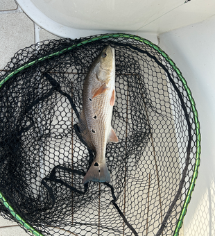 Redfish on light tackle: the perfect storm of fishing excitement!