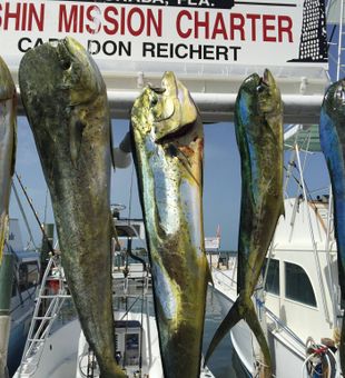 Islamorada Mahi-mahi Galore