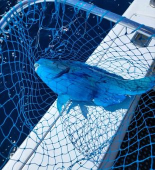 Islamorada Coastal Wonders