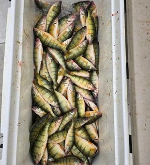 Erie Perch action—can’t beat it!