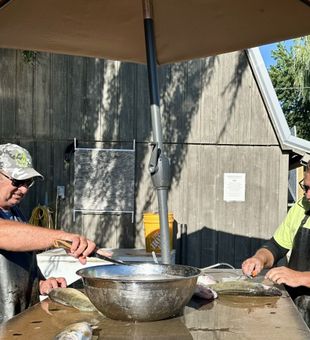 Cleaning fresh Walleye!