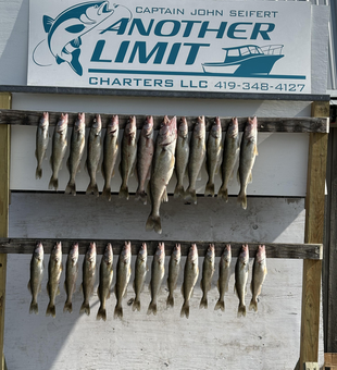 Walleye bonanza! Eleven beauties caught jigging and trolling at Rocky Point.