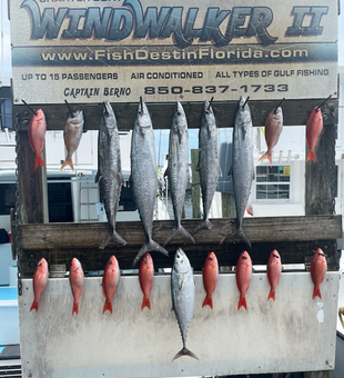 Reeled in a blasted catch of tasty game fish while deep sea fishing in Destin, FL!
