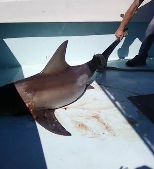 Nice shark brought to the boat in Destin!