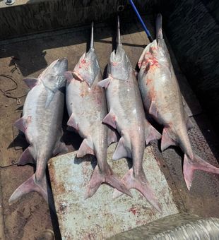 Lake of the Ozarks paddlefish adventure—target trophy spoonbill with heavy tackle.