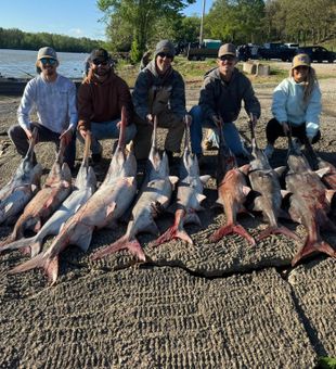 Hook into prehistoric paddlefish at Truman Lake—bucket-list fishing in the Midwest.