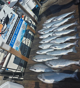 Fresh Lake Michigan Chinook and Coho salmon from trolling success!
