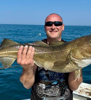 Atlantic Cod are making a great comeback!  