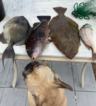 Variety Day! - Atlantic City, NJ.