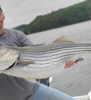 Striped Bass: The Silver Thunder of the Deep