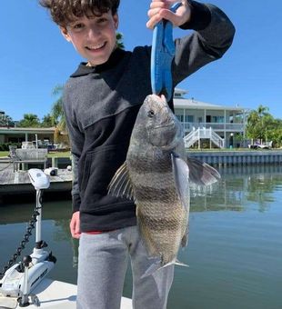 Sheepshead in Sarasota, FL