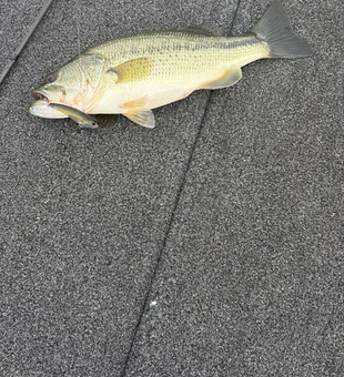 Light tackle success brings this beauty to the deck!