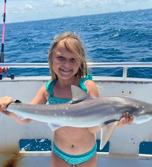 Awesome Shark catch in Jupiter!