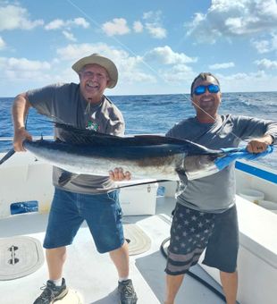 Massive Sailfish catch in Jupiter!