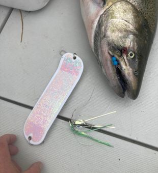 Hooked In Lake Ontario Fishing 