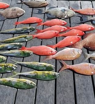 PCB fishing never disappoints