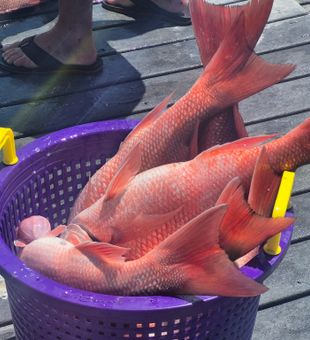 Basket Of Red Snapper from Panama City today!
