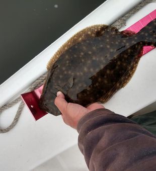 Landing big Flounder in New Bern!