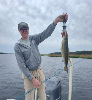 Nice striped bass caught on light tackle in New Bern today!
