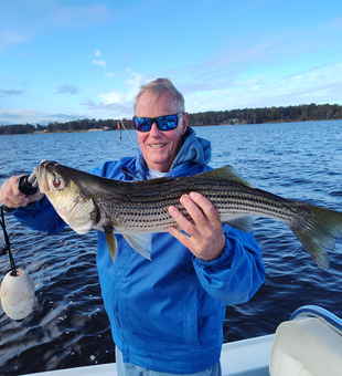 Huge 71-inch striped bass reeled in with finesse!