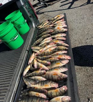 Solid yellow perch haul on a productive fishing day