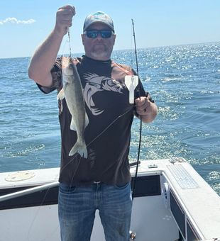 Trophy walleye on Lake Erie today