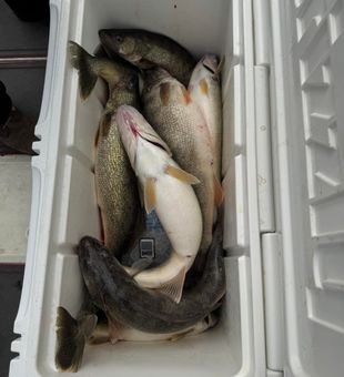 Reeling them in on Lake Erie.