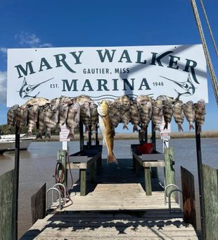 The beauty of Ocean Springs waters and fish!