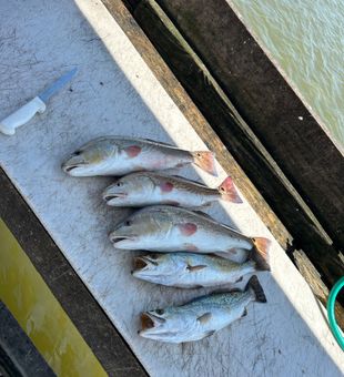 Solid mixed bag of speckled trout and redfish from Rockport!