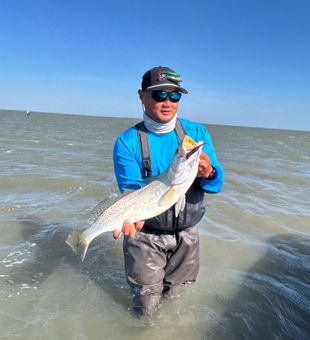 Nice Rockport speckled trout from the shallows!
