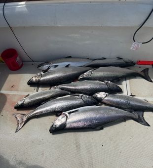 Incredible Chinook salmon haul from Mexico NY waters!