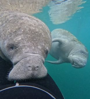 Up-close manatee snorkeling in Crystal River, home to the largest winter manatee population.