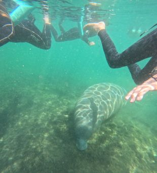 Up-close with a curious manatee