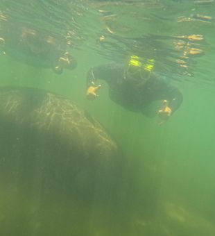 Epic underwater thumbs-up with a gentle giant!