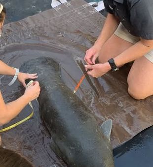 Crystal River manatee tours—learn, observe, and connect with these gentle giants.
